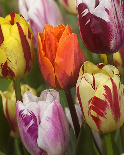 Flaming Beauty mix.jpg